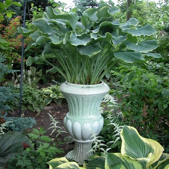 Hosta 'Multiple Varieties' (005954)