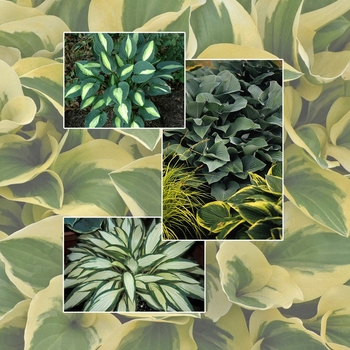 Hosta 'Multiple Varieties' (005955)