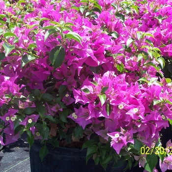 Bougainvillea '' (005968)