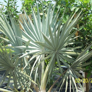 Bismarckia nobilis '' (005983)