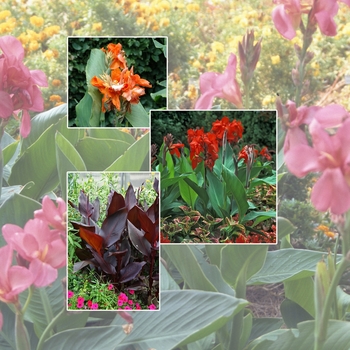 Canna '' (005993)