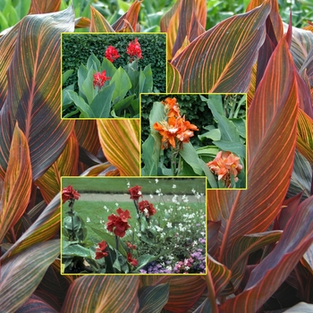 Canna '' (005994)