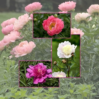 Paeonia 'Multiple Varieties' (006024)