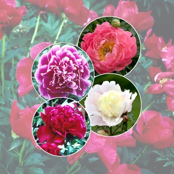 Paeonia 'Multiple Varieties' (006025)