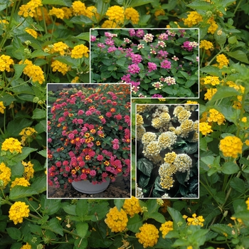 Lantana '' (006042)