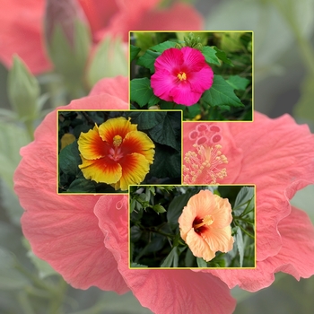 Hibiscus 'Multiple Varieties' (006052)