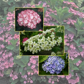 Hydrangea '' (006068)