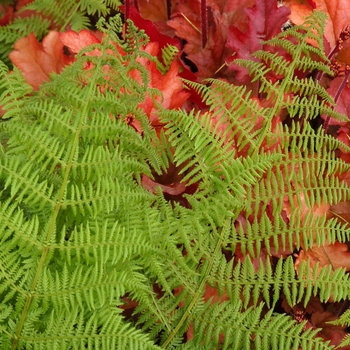 Athyrium filix-femina 'Encourage' (007109)