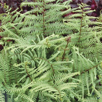 Athyrium 'Ocean's Fury' (007111)