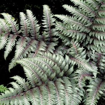 Athyrium niponicum var. pictum 'Pewter Lace' (007113)