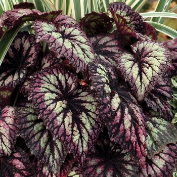 Begonia rex-cultorum 'Fireworks' (007119)