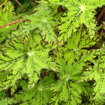 Begonia 'Phoe's Cleo' (007123)