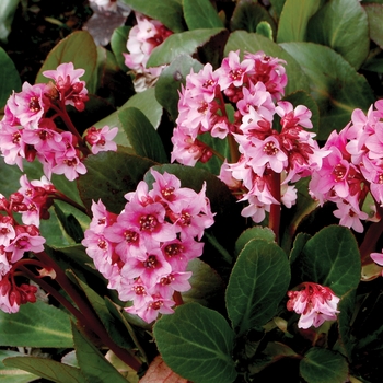 Bergenia 'Pink Dragonfly' (007125)