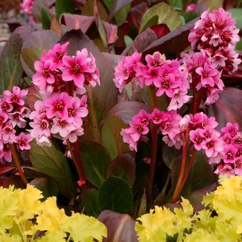 Bergenia 'Pink Dragonfly' (007126)