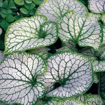 Brunnera macrophylla 'Jack Frost' (007128)