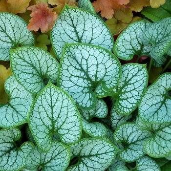 Brunnera macrophylla 'Jack Frost' (007129)