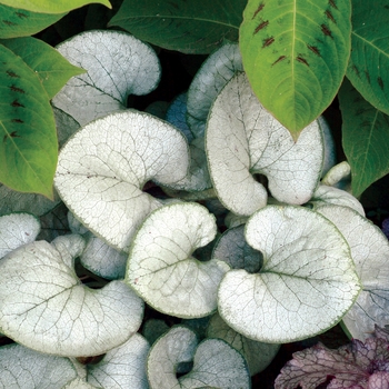 Brunnera macrophylla 'Looking Glass' (007130)