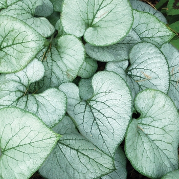 Brunnera macrophylla 'Looking Glass' (007131)