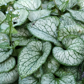 Brunnera macrophylla 'Jack Frost' (007132)