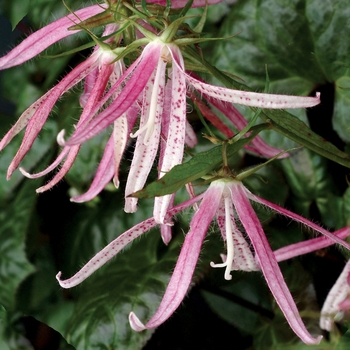 Campanula 'Pink Octopus' (007134)