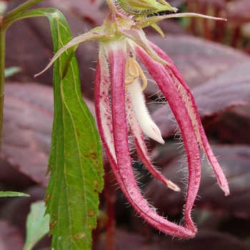 Campanula 'Pink Octopus' (007135)