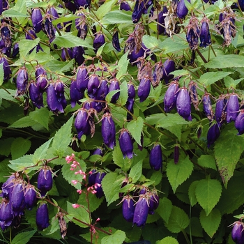 Campanula 'Sarastro' (007139)