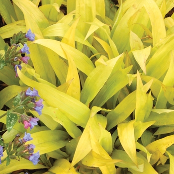 Carex siderosticha 'Lemon Zest' (007142)