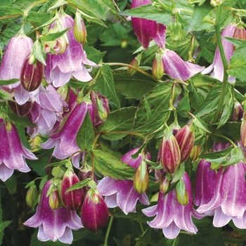 Campanula punctata 'Pantaloons' (007145)