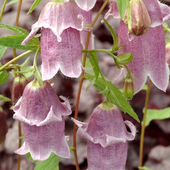 Campanula punctata 'Pantaloons' (007146)