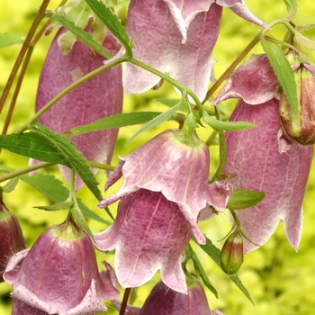 Campanula punctata 'Pantaloons' (007147)