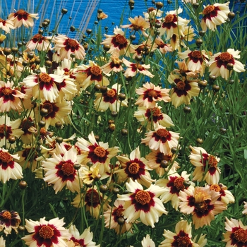 Coreopsis 'Autumn Blush' (007152)