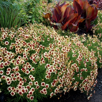 Coreopsis 'Autumn Blush' (007153)