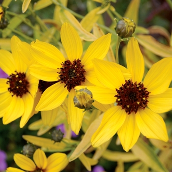 Coreopsis tripteris 'Lightning Flash' (007157)