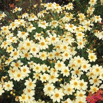 Coreopsis 'Moonlight' (007159)