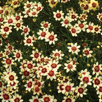 Coreopsis 'Snowberry' (007163)