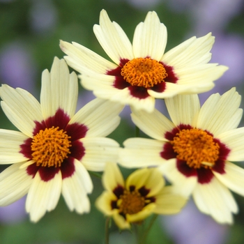 Coreopsis 'Snowberry' (007164)