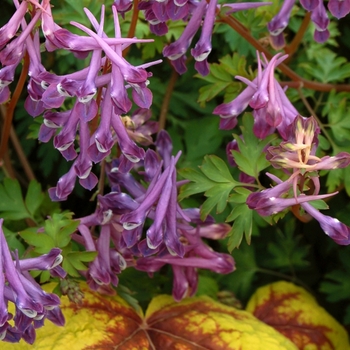 Corydalis anthriscifolia 'Blackberry Wine' (007168)