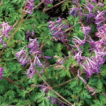 Corydalis anthriscifolia 'Blackberry Wine' (007169)