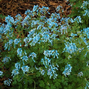 Corydalis flexuosa 'Blue Panda' (007173)