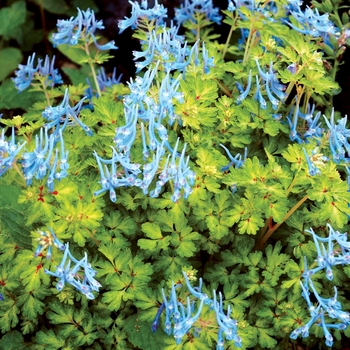 Corydalis flexuosa 'Golden Panda' (007180)