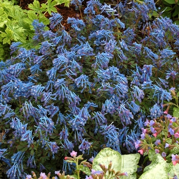 Corydalis flexuosa 'Purple Leaf' (007182)