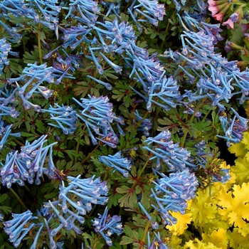 Corydalis flexuosa 'Purple Leaf' (007183)