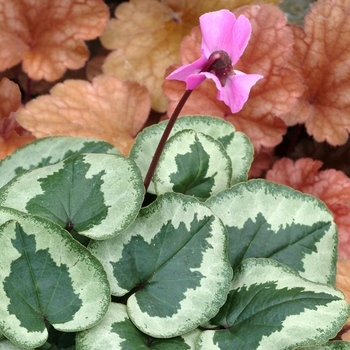 Cyclamen coum 'Something Magic' (007185)