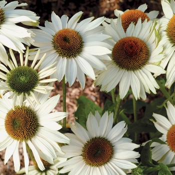 Echinacea purpurea Prairie Pillars™ 'Fragrant Angel' (007193)