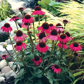 Echinacea purpurea 'Raspberry Tart' (007204)