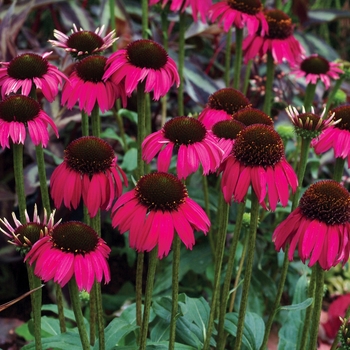 Echinacea purpurea 'Raspberry Tart' (007206)