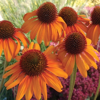 Echinacea Prairie Pillars™ 'Tiki Torch' (007208)