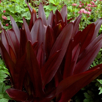 Eucomis comosa 'Oakhurst' (007211)