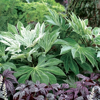 Fatsia japonica 'Spider's Web' (007215)