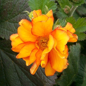 Geum 'Fireball' (007220)